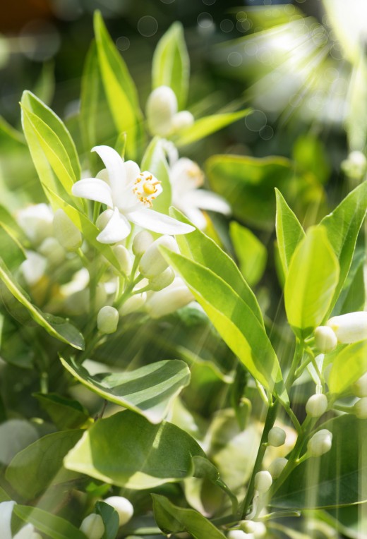 White neroli blossoms illuminated by sunlight